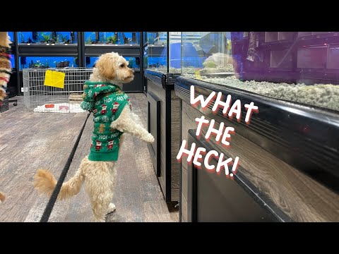 Dramatic Close Call at the Pet Store with My Puppy