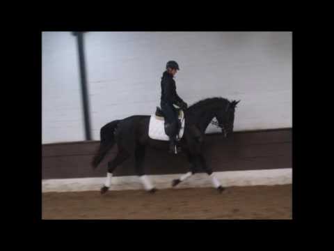 DARK BEAUTY 4j. v. De Niro - Havard -for sale- VB 5.000,- Euro