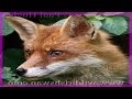 What Does The Fox Say? These are the sounds of ...