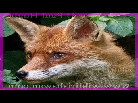 A mother fox is communicating with her family of fox babies🦊