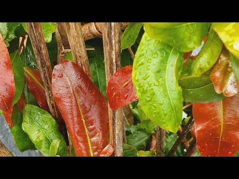 20/7 gl ae cây gián long phôm lùn lực chuẩn huyết long đọt đỏ.lh:0984058069