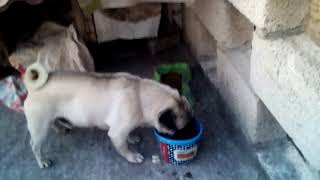 En busca de oso cariñoso