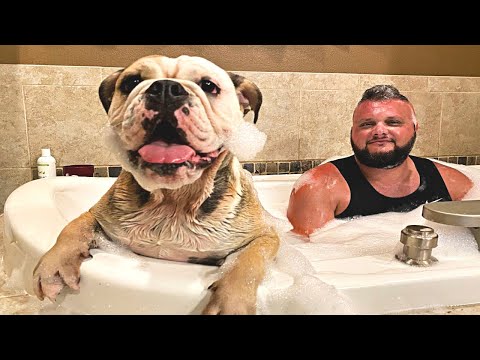 CUTE DOG TAKES A BUBBLE BATH! LOLA The Bulldog