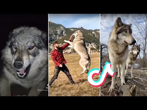 Wolf Dogs Compilation Tiktok 2021  Badass Wolves
