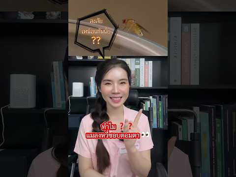 ทำไม!!! แมลงหวี่ชอบตอมตา?? 👀 #แมลงหวี่ #สาระสุขภาพ #ความรู้รอบตัว #มาฟังเภสัชกันบ้าง #bharmacista