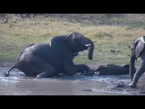 Djuma: Elephants having a drink and trying to cool off with the mud - 14:54 - 09/04/2023