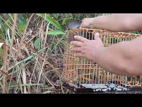 Trinca ferro javali entregando o terceiro aqui em aurora do para 
