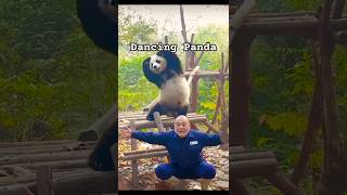 Download lagu Dancing Panda 🤪| funny panda | #pandacore panda mp3 Download lagu Dancing Panda 🤪| funny panda | #pandacore panda mp3