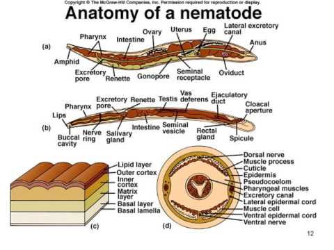 Sistem saraf phytum nemathelminthes