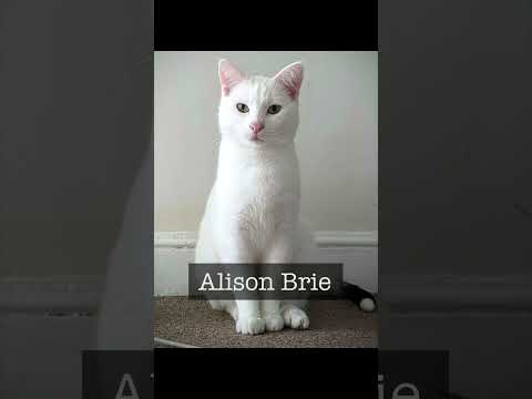 Kung Fu Shark End Credits