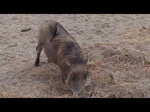 Djuma: Warthogs, Impalas, Nyala and Burchell's Starling - 12:09 - 08/18/19