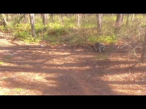 Releasing Raccoons to Their New Home