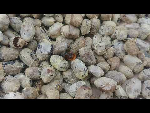 Lodówka i murarki, czyli błędy w przetrzymywaniu kokonów.