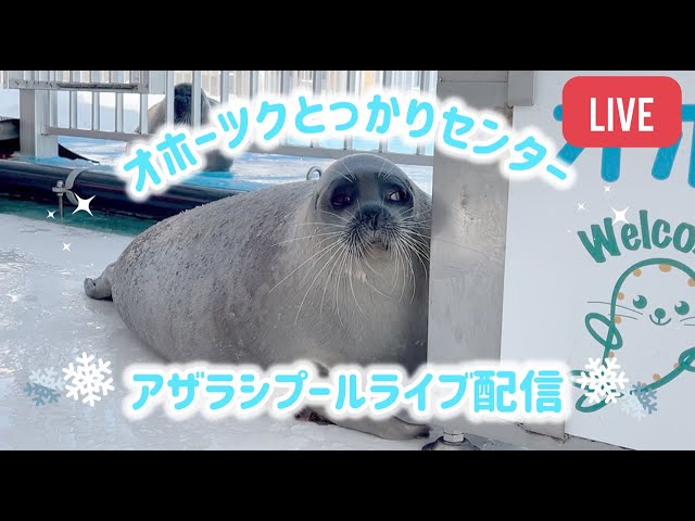 紋別アザラシシーパラダイス（オホーツクとっかりセンターのアザラシプール）