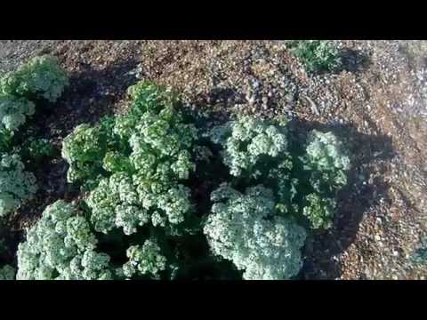 Sea Kale at Rye Harbour Nature Reserve