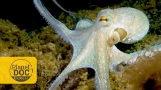 Octopus vs Hermit Crab Octopus vs Hermit Crab