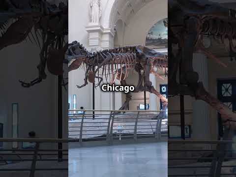 Did You Know  Sue the Dinosaur's $8.36 Million #dinosaur #dinosaurs #mistery #auction