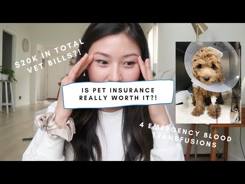 is pet (dog) insurance really worth it? how does it actually work?