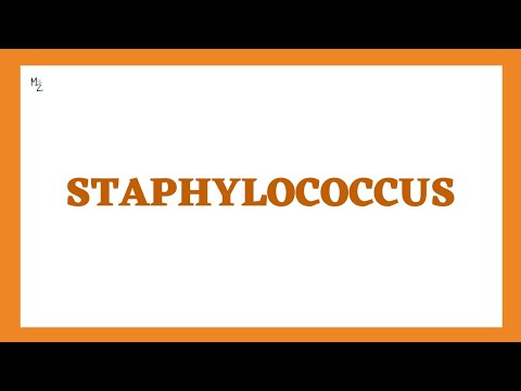 All about Staphylococcus aureus, epidermidis, and saprophyticus in just 22 mins