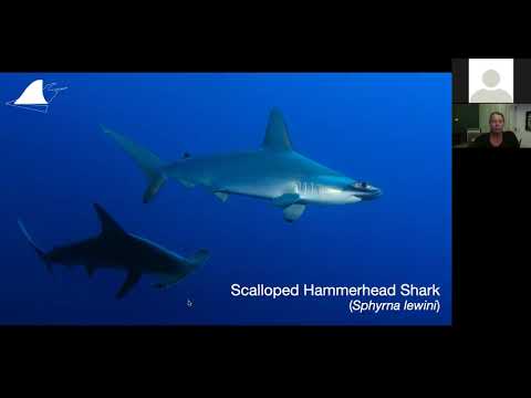 The Ultimate Guide to Red Sea Sharks