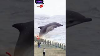 Download lagu melihat lumba-lumba indah mp3 Download lagu melihat lumba-lumba indah mp3