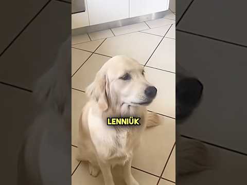 A kutyák utálják a gyógyszereket 😂 #shorts #hungry #történet