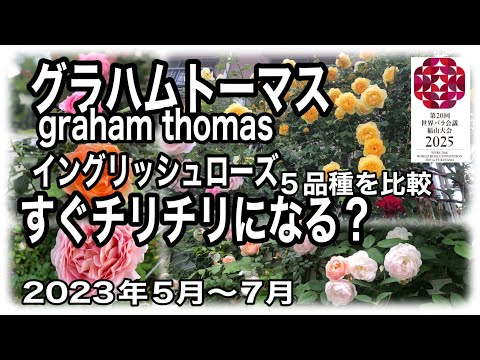 園芸 グラハムセージ