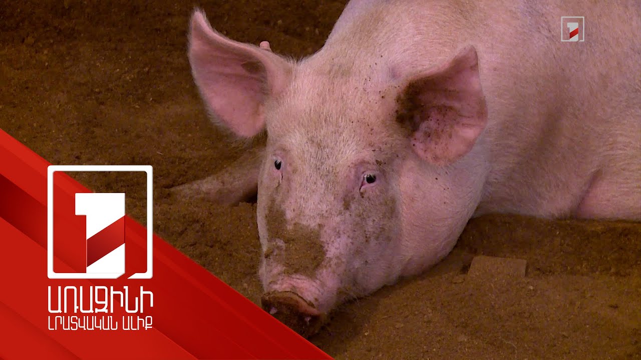 Զերծ մնալ հակաբիոտիկների անհարկի կիրառումից. ՍԱՏՄ հորդորը՝ տնտեսվարողներին