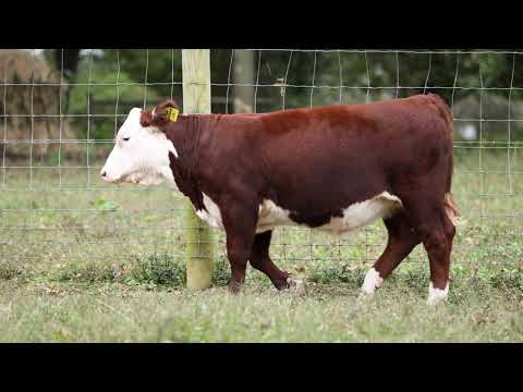Hereford Steer | Great Meadows Cattle