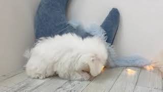 マルチーズの動画01