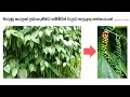 පිරුණු කරලක් ලබාගැනීමට ගම්මිරිස් වැල
