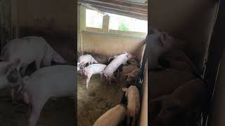 Animals having Aggressive Sex , and showing gay tendencies in the pig pen.