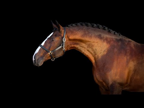 Horse for Sale | Lusitano Stallion at Inter level (REF#390)