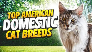 Top American Domestic Cat Breeds
