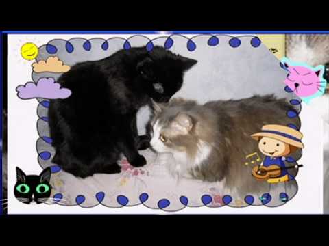 Мои любимые кошки/My beloved cats