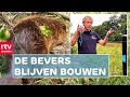 Bevers bouwen dam in het Gasterensche Diep | Roeg! | RTV Drenthe