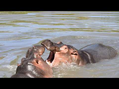 Hippopotamus: Why Africa’s Deadliest Animal Is Not a Predator