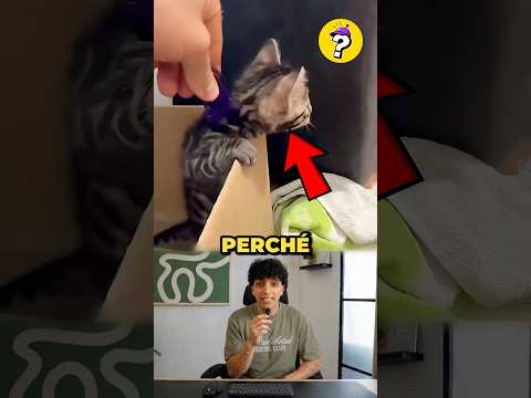 Perché i GATTI si bloccano con una MOLLETTA? #gatto