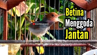 Download lagu PRENJAK BETINA Gacor Istimewa Mengjoda PRENJAK JANTAN Suara jernih, Cocok buat Pancingan. mp3