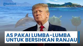 Skenario AS: Pakai Lumba-lumba Terlatih untuk Bersihkan Ranjau di Medan Perang Laut Selat Hormuz