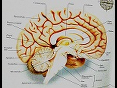 Video On The Cardiac Neurosis