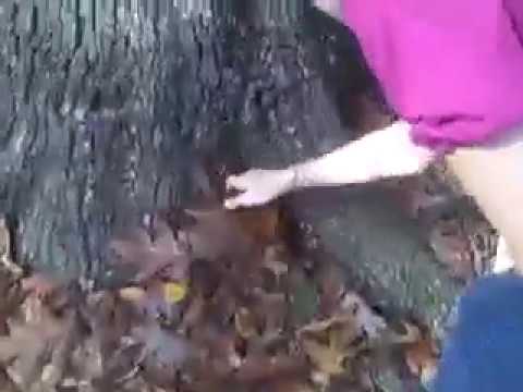 Attack of the P- Zit