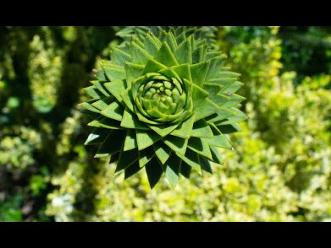 Hidden Patterns Of Mathematics In Nature