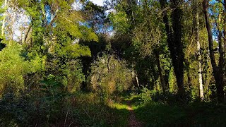 10 Minutes Relax - Passing through trees and bushes in the forest 🌿🍃