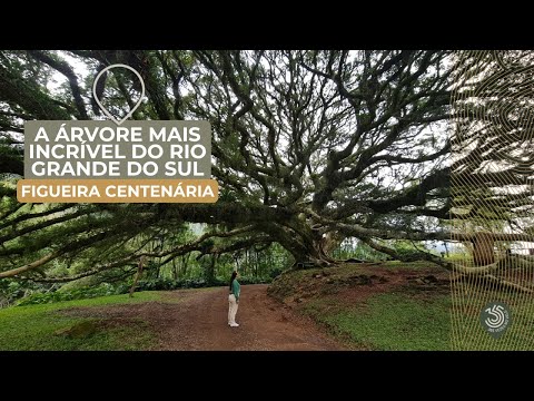 FIGUEIRA CENTENÁRIA | A árvore mais incrível do Rio Grande do Sul