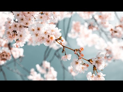 MPZ Homec 2020 - Visoka pesem