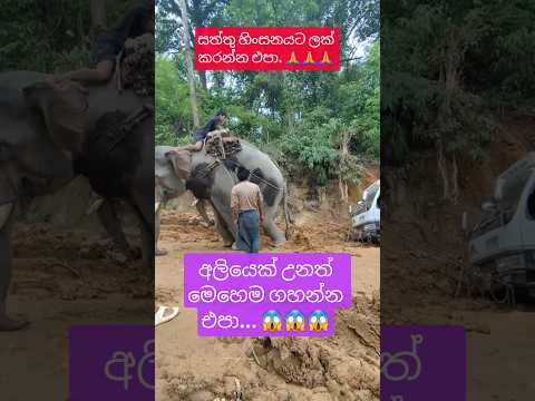 ලංකාවේ හිටයා නම් ලස්සනට පෙරහැරේ යන්න තිබුනා. #elephant #elephants #elephantsong #elephantlove