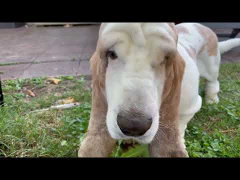 My Basset Hound dog Vincent being hand fed dandelions, like the prince that he is.