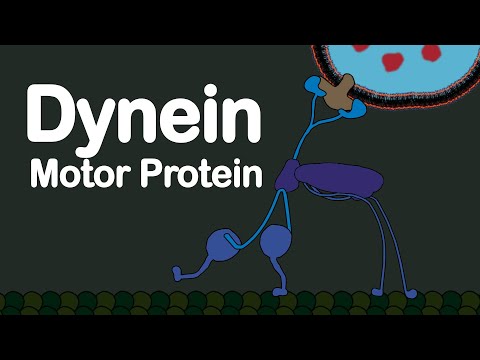 Dynein Motor Protein