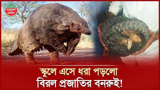 কোথা থেকে এলো এই বিরল প্রজাতির বিপন্ন প্রাণী বনরুই? | Banrui | Pangolins | Bangladesh Pratidin